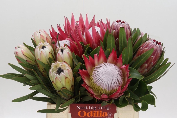 <h4>Protea Mix</h4>