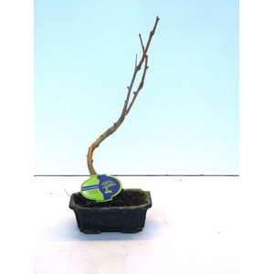 Ginkgo biloba shape with drip tray