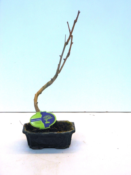 <h4>Ginkgo biloba shape</h4>