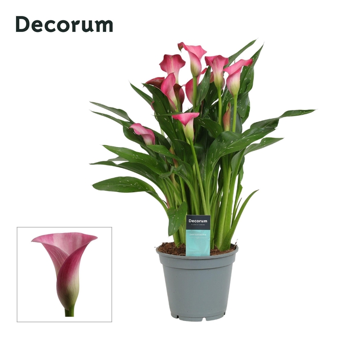 <h4>Zantedeschia (Calla) Roze (Decorum)</h4>