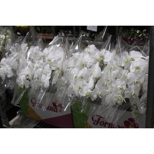 PHALAENOPSIS CASCATA P15 BRANCO MIN 5 FLS