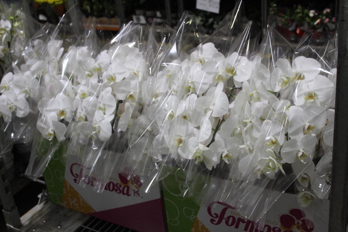<h4>PHALAENOPSIS CASCATA P15 BRANCO MIN 5 FLS</h4>