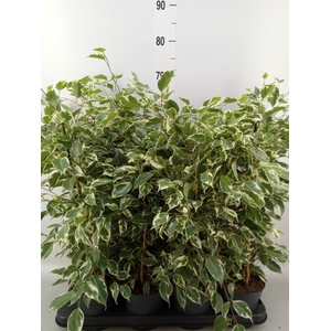 Ficus benja. 'Twilight'