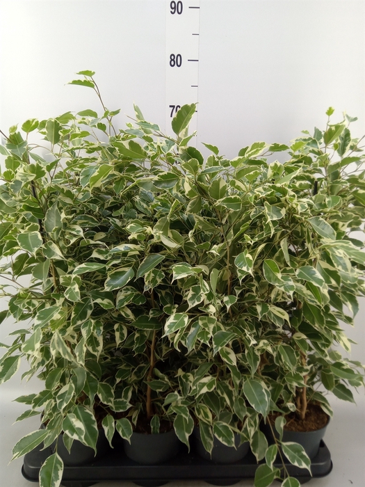 <h4>Ficus benja. 'Twilight'</h4>