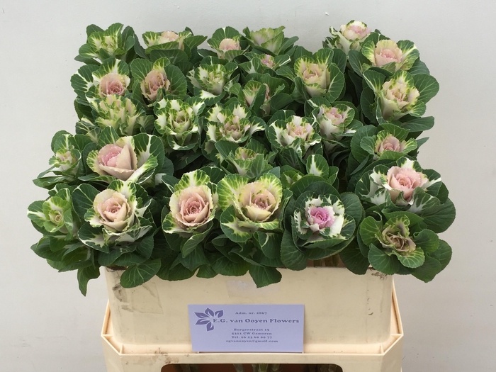 <h4>BRASS WHITE CRANE</h4>