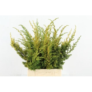 CONIFEER JUNIPERUS YELLOW PER BUNCH