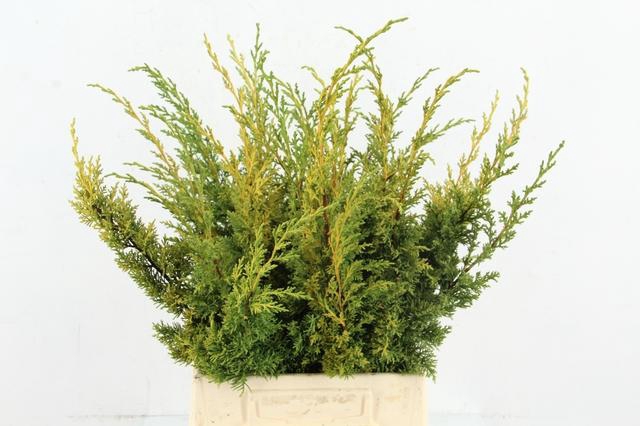 <h4>CONIFEER JUNIPERUS YELLOW PER BUNCH</h4>