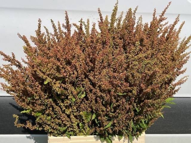 <h4>RUMEX PATIENTIA</h4>