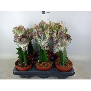 Euphorbia lactea