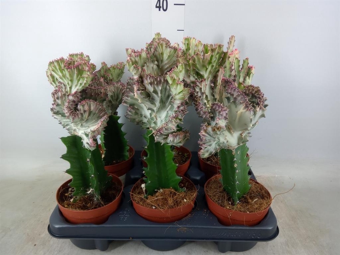 <h4>Euphorbia lactea</h4>
