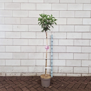Hydrangea paniculata Vanille-Frais