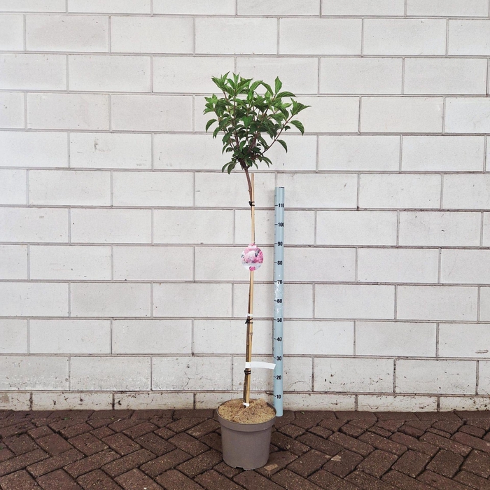 <h4>Hydrangea paniculata Vanille-Frais</h4>