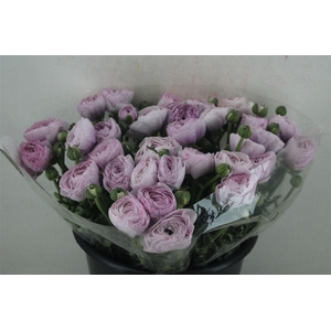 Ran Cloni Sup Nebbia