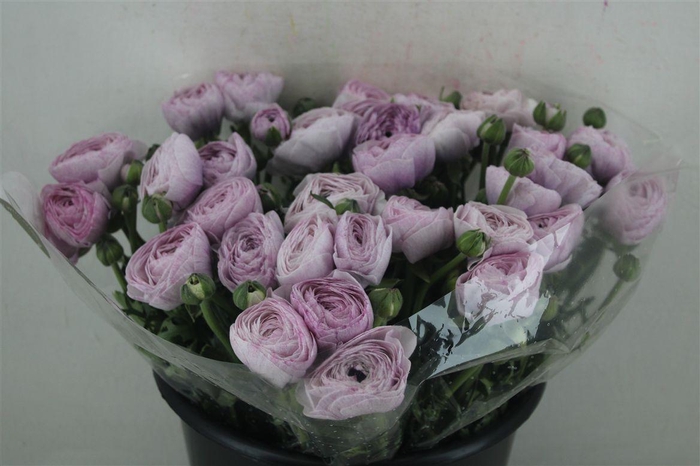 <h4>Ran Cloni Sup Nebbia</h4>