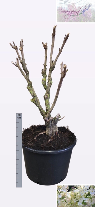 <h4>SYRI V LUCIE BALTET</h4>