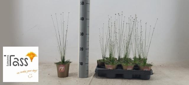 <h4>SYNGONANTHUS MIKADO</h4>