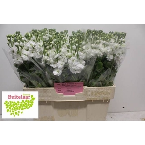 Matth Aida White Buitelaar