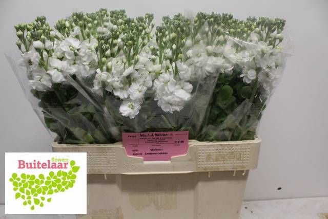 Matth Aida White Buitelaar