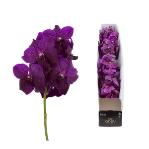 Vanda  'Sumathi Magic Fuchsia'