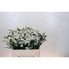 Limonium sinuatum Silvery Sun Birds
