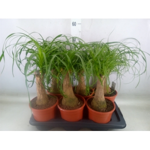 Beaucarnea recurvata