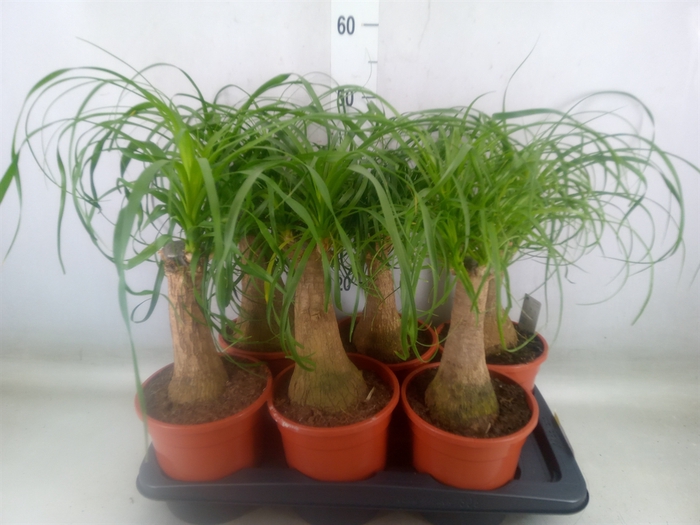 <h4>Beaucarnea recurvata</h4>