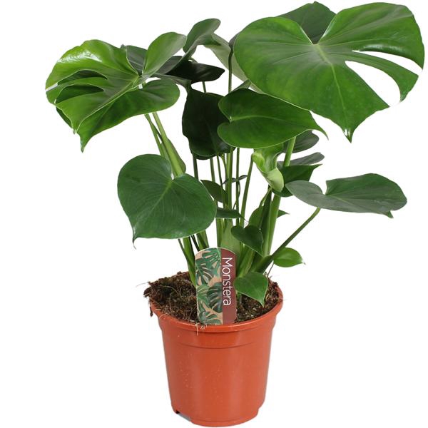 <h4>Monstera deliciosa 17cm 50-60cm</h4>