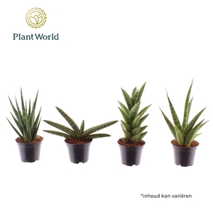 Sansevieria mix basic mix 7 cm