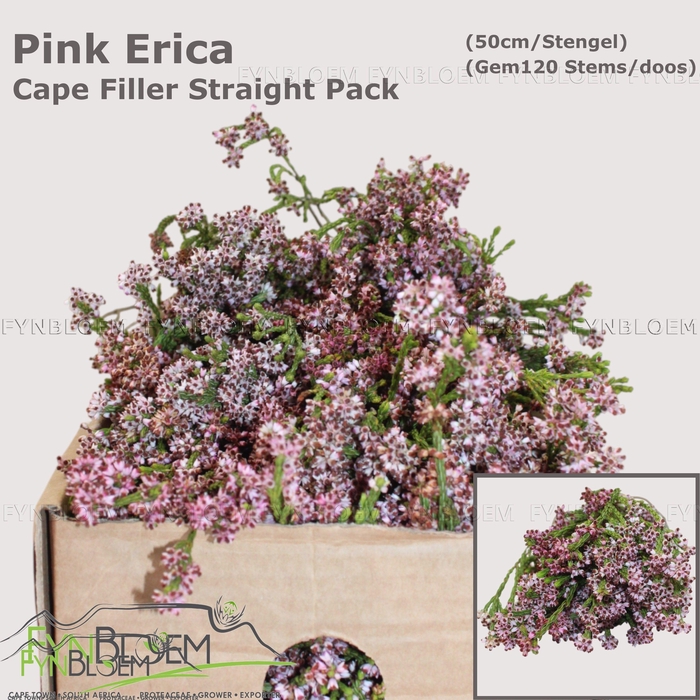 <h4>ERICA CORIFOLIA</h4>