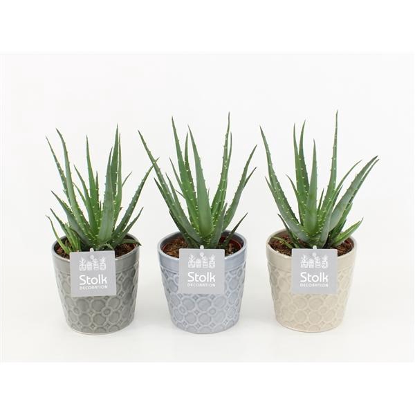 <h4>Aloe Mohawk in Gaia keramiek</h4>