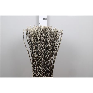 Salix Ca Snow Flake