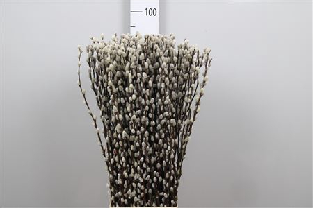 <h4>Salix Ca Snow Flake</h4>