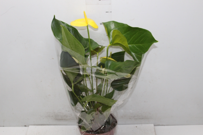 <h4>ANTHURIUM COLOURS AMARELO P17</h4>