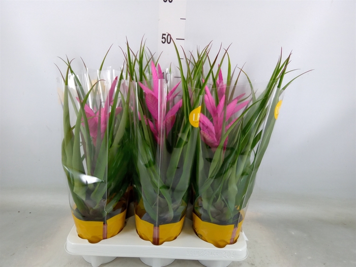 <h4>Tillandsia  'Antonio'</h4>