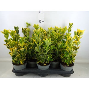 Euonymus japon. 'Aureus'