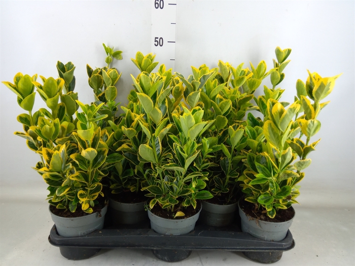 <h4>Euonymus japon. 'Aureus'</h4>