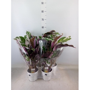 Calathea  'Fusion White'