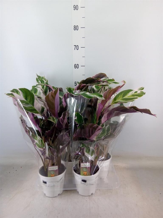 <h4>Calathea 'Fusion White'</h4>