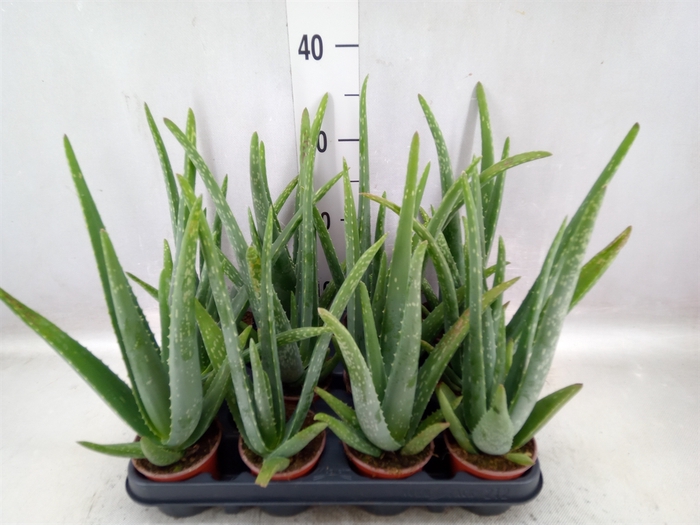 Aloe vera