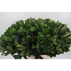 Pittosporum Nurit