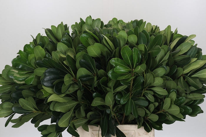 <h4>Pittosporum Nurit</h4>