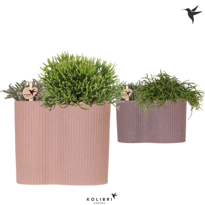 <h4>Kolibri Greens Rhipsalis mix in Gili twin</h4>