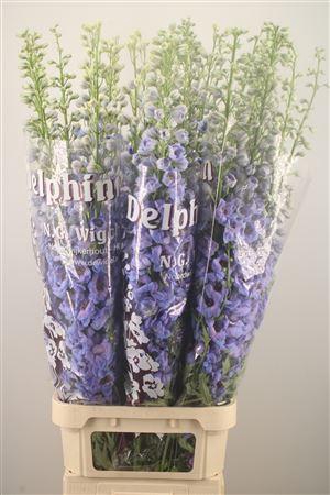 <h4>Delph El Dewi Light Blue Smile</h4>