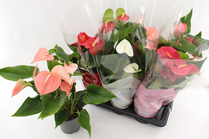 <h4>ANTHU AN GEM 4 KL</h4>