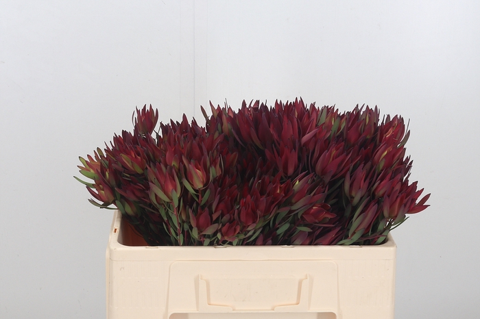 <h4>Leucadendron Sal Blush</h4>