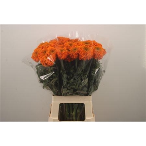 Tag E Promise Orange