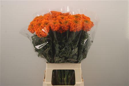 <h4>Tag E Promise Orange</h4>