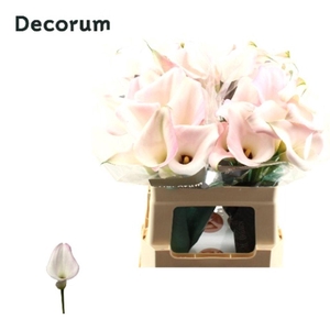 Zantedeschia sweet art