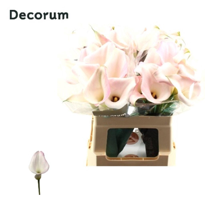 <h4>Zantedeschia sweet art</h4>