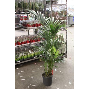 Howea Forsteriana 5pp